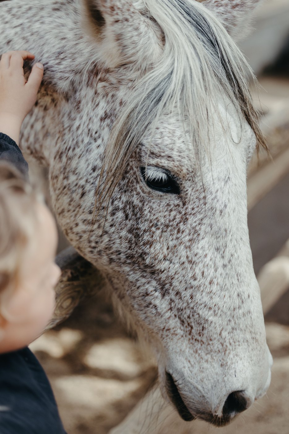 Acercamiento de un caballo acariciado por una persona